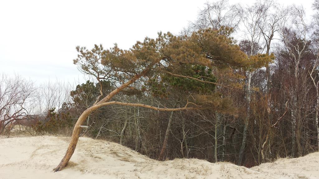 Ramaus Poilsio Apartamentai Palanga Quarto foto